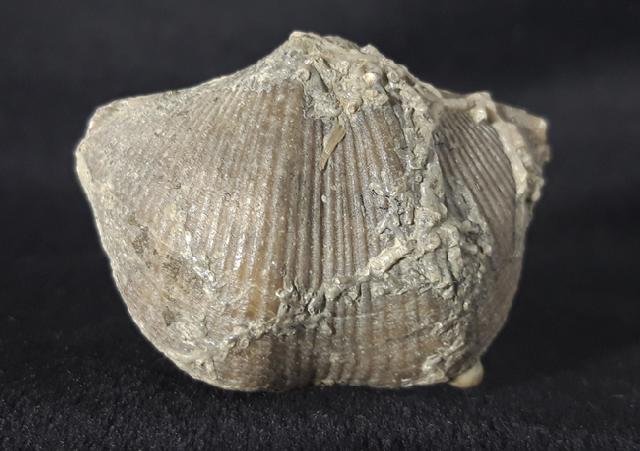 Cyrtospirifer rudkinensis (LJASCHENKO 1959) - Bild &copy; FossNet FossilienStore